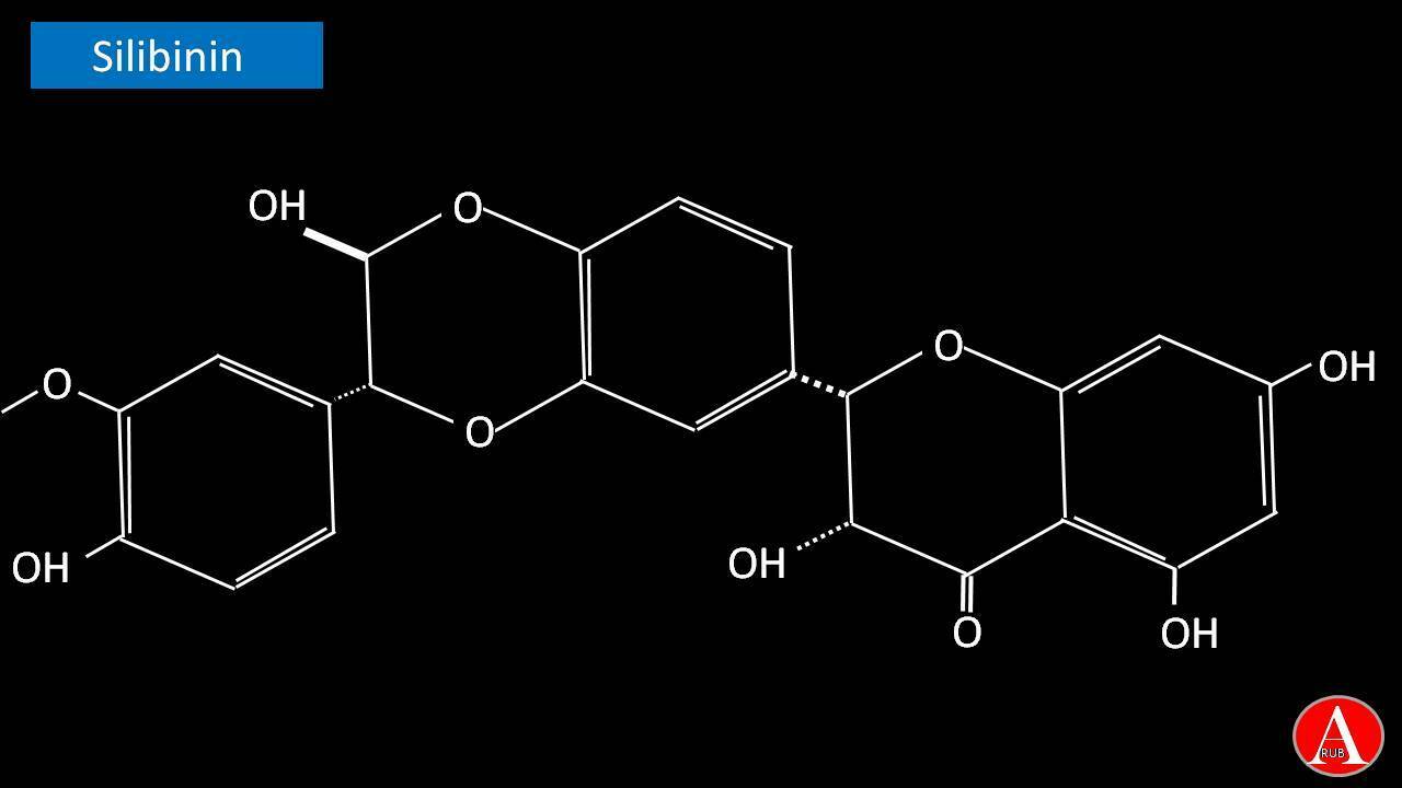 Diagramm des Knollenblätterpilzes