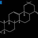 Allii sativa bulbus - Altmeyers Encyclopedia - Department Phytotherapy