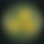 Epidermophyton floccosum. underside of the culture: yellowish-orange to light brownish colour. ir...