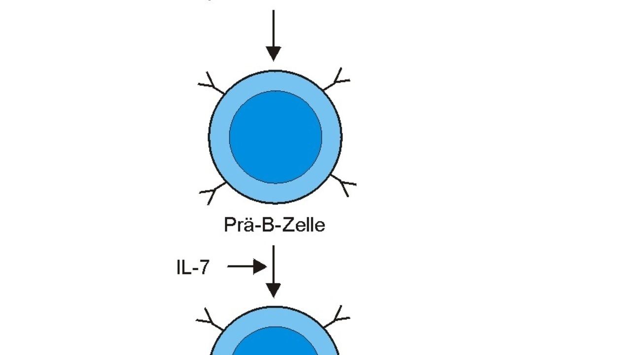 b Lymphozyten