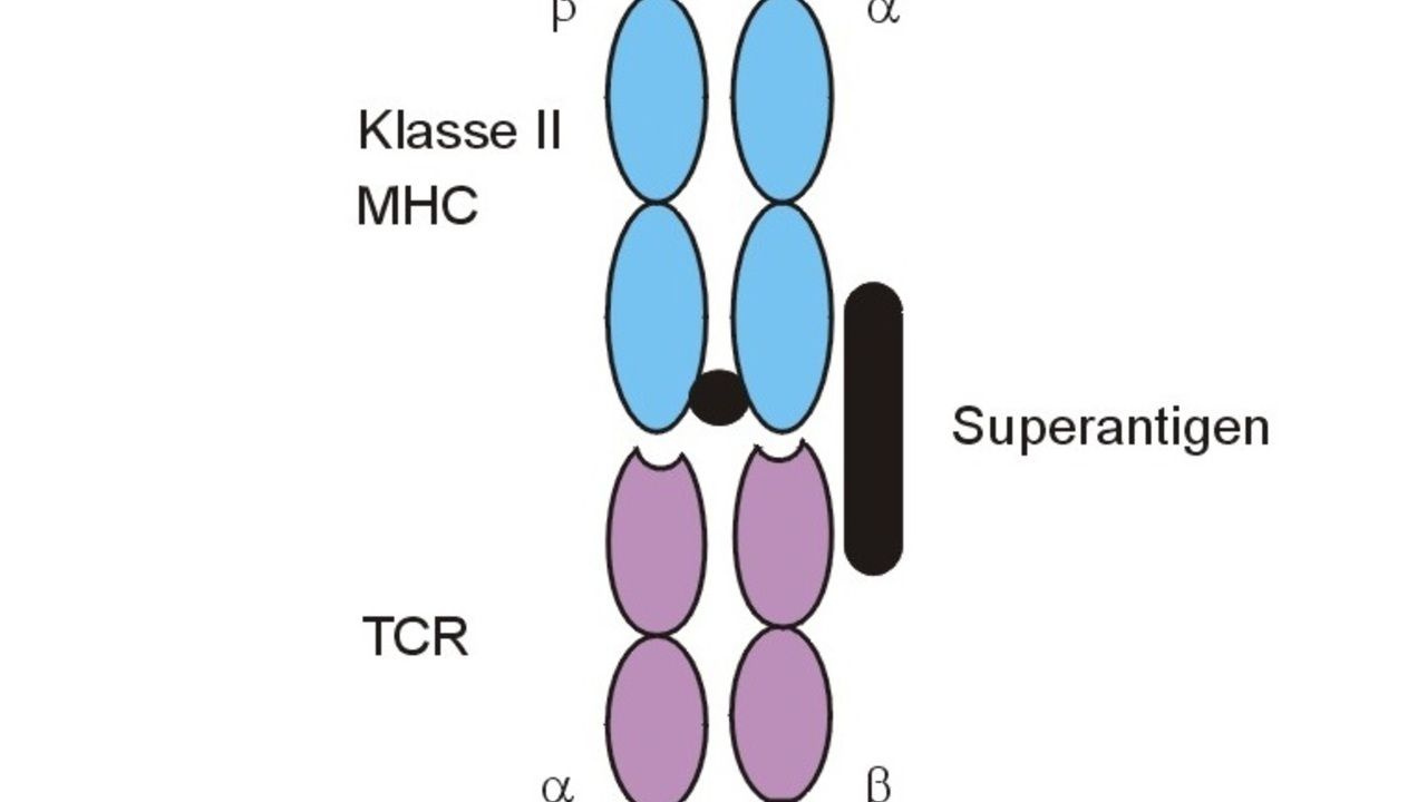 Bacterial superantigen toxins induce a lethal cytokine storm by enhancing  B7-2/CD28 costimulatory receptor engagement, a critical immune checkpoint - Abstract - Europe PMC