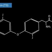 Triiodthyronin Bilder Altmeyers Enzyklopädie Fachbereich Innere Medizin