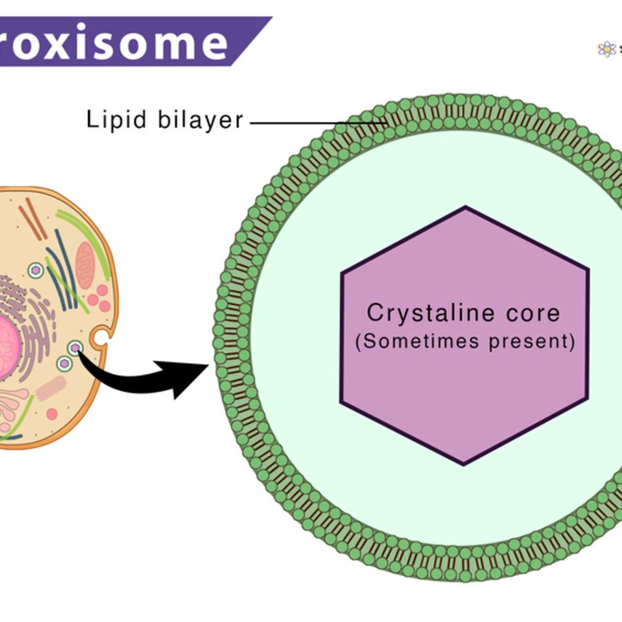 Therapeutic Strategies For X-ed Adrenoleukodystrophy, A Representative Peroxisomal Disorder | Springer