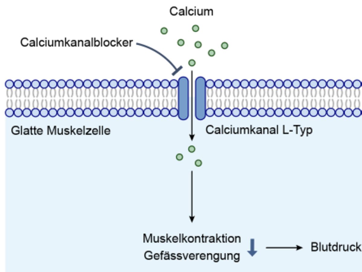 Ionenkanale Altmeyers Enzyklopadie Fachbereich Innere Medizin