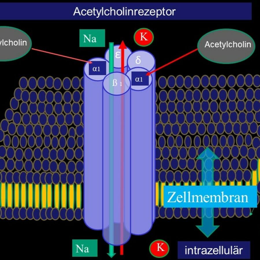 Ionenkanale Altmeyers Enzyklopadie Fachbereich Innere Medizin