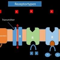 Adrenoreceptors Images - Altmeyers Encyclopedia - Department Internal ...