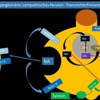 Adrenoreceptors Images - Altmeyers Encyclopedia - Department Internal ...