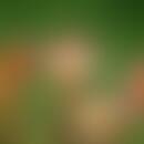 Rundblättriger Sonnentau (Drosera rotundifolia). Zu den Stammpflanzen von Drosera herba gehören w...