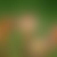 Rundblättriger Sonnentau (Drosera rotundifolia). Zu den Stammpflanzen von Drosera herba gehören w...