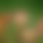 common sundew
