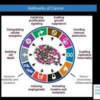 Hallmarks of Cancer Bilder - Altmeyers Enzyklopädie - Fachbereich ...