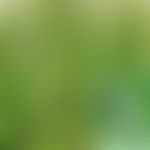 Cimicifuga racemosa: Übersicht und Nahaufnahme von Blüten und Blättern

