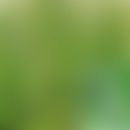 Cimicifuga racemosa: Übersicht und Nahaufnahme von Blüten und Blättern
