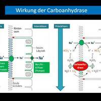 Carboanhydrase Bilder - Altmeyers Enzyklopädie - Fachbereich Innere Medizin