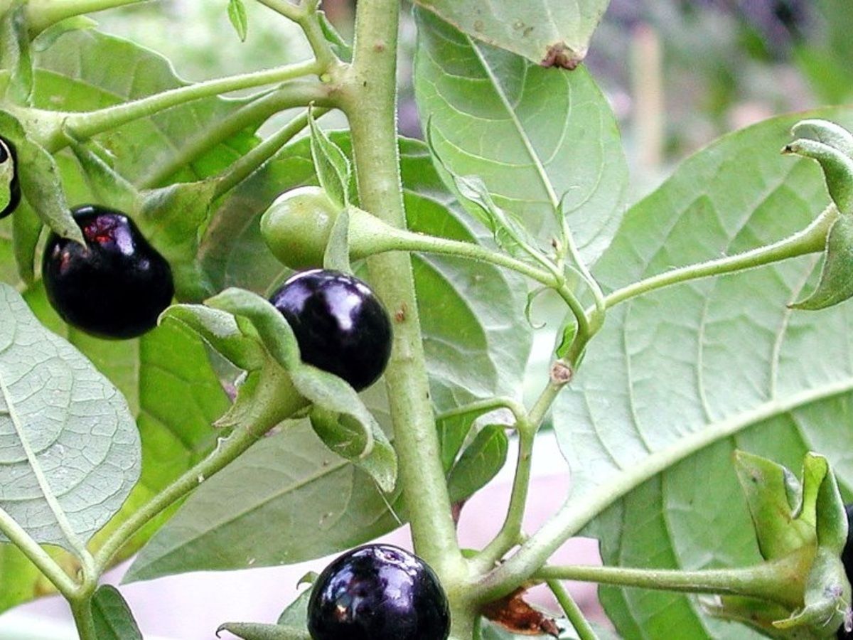 belladonna 