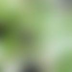Früchte und Blätter der Tollirsche (Atropa belladonna)
