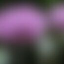 Blüte und unreife Kapsel des Schlafmohns (Papaver somniferum) 
