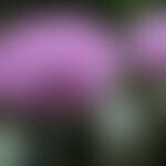 Blüte und unreife Kapsel des Schlafmohns (Papaver somniferum) 
