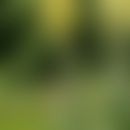 Verbascum densiflorum BERTOLINI: Großblütige Königkerze
