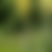 Verbascum densiflorum BERTOLINI: Großblütige Königkerze
