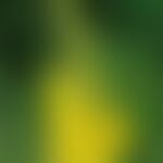 Blüten der großblütigen Königskerze (Verbascum densiflorum)
