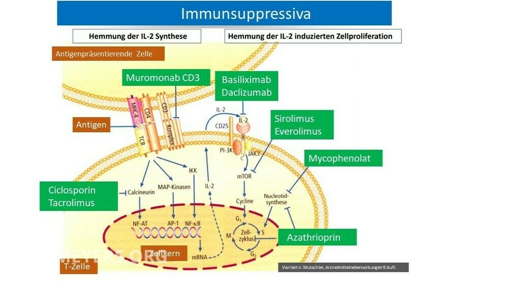 terapie de inducție cu basiliximab anti-îmbătrânire