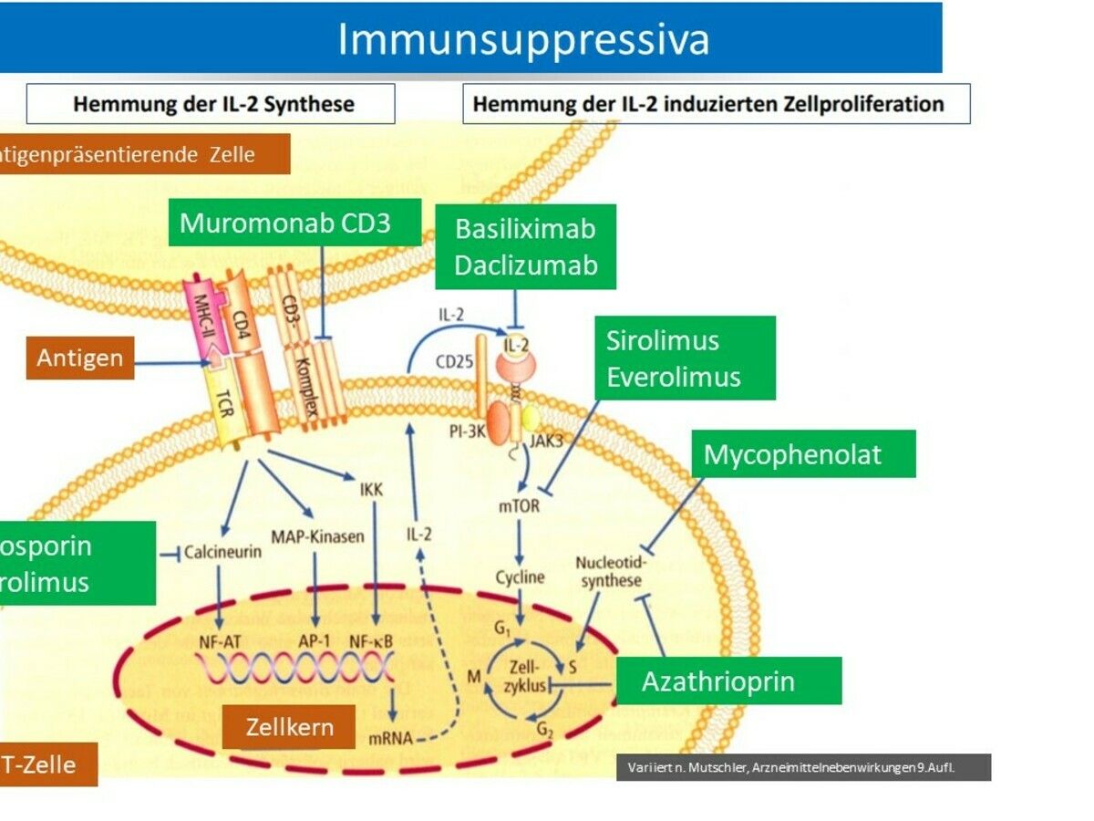 terapie de inducție cu basiliximab anti-îmbătrânire
