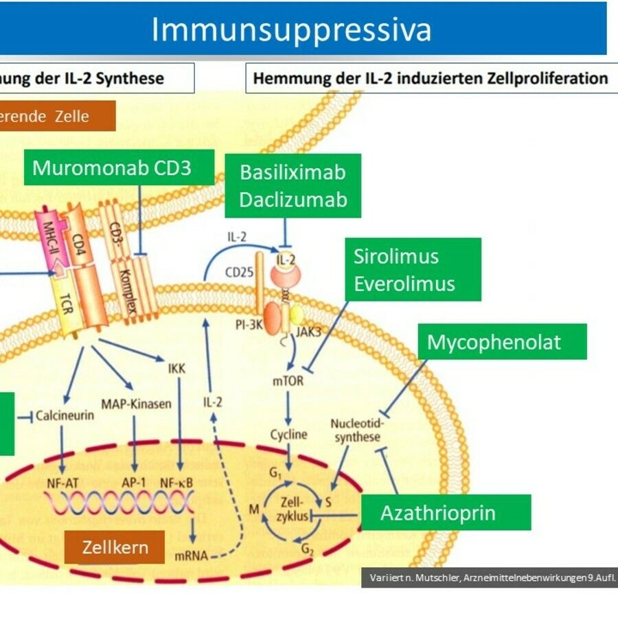 terapie de inducție cu basiliximab anti-îmbătrânire