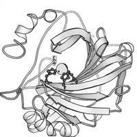 Carboanhydrase Bilder - Altmeyers Enzyklopädie - Fachbereich Innere Medizin