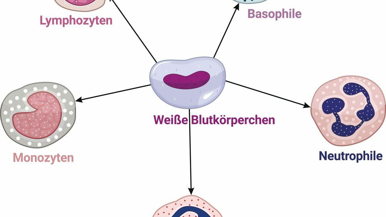 Leukozyt Altmeyers Enzyklopadie Fachbereich Allergologie