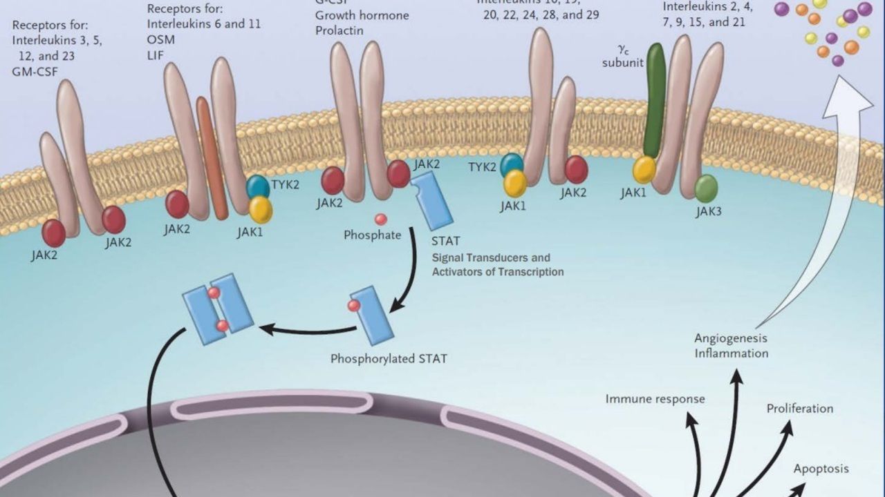 Januskinase Inhibitors Altmeyers Encyclopedia Department Internal Medicine