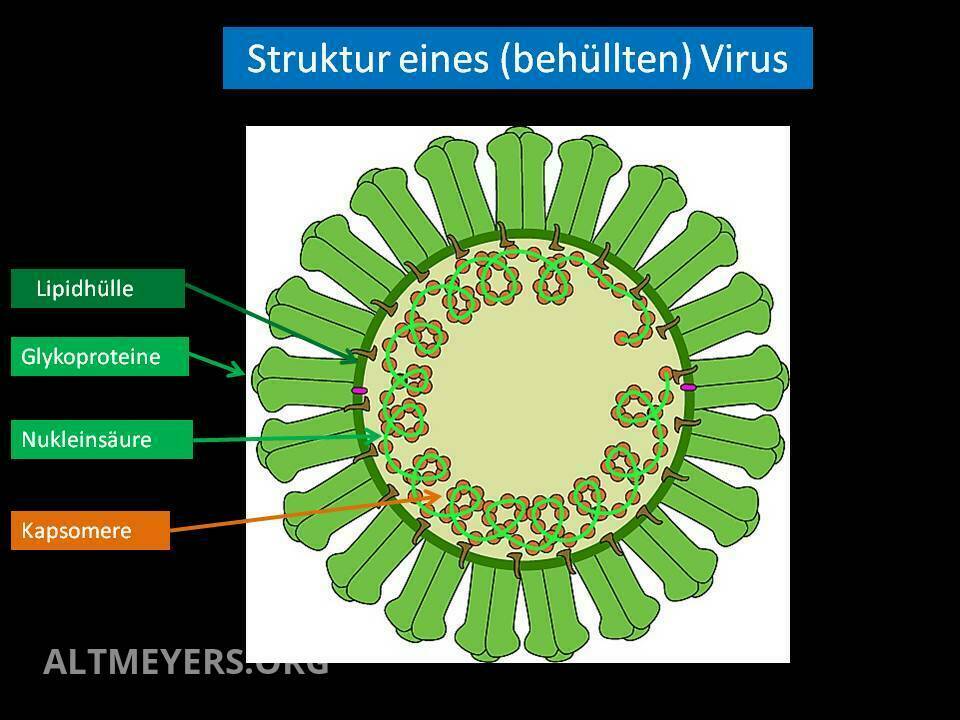 Classification Of Viruses Altmeyers Encyclopedia Department Microbiology