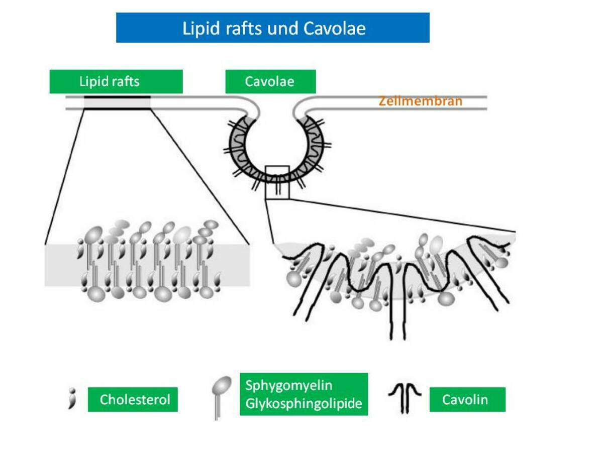 lipid raft images clipart