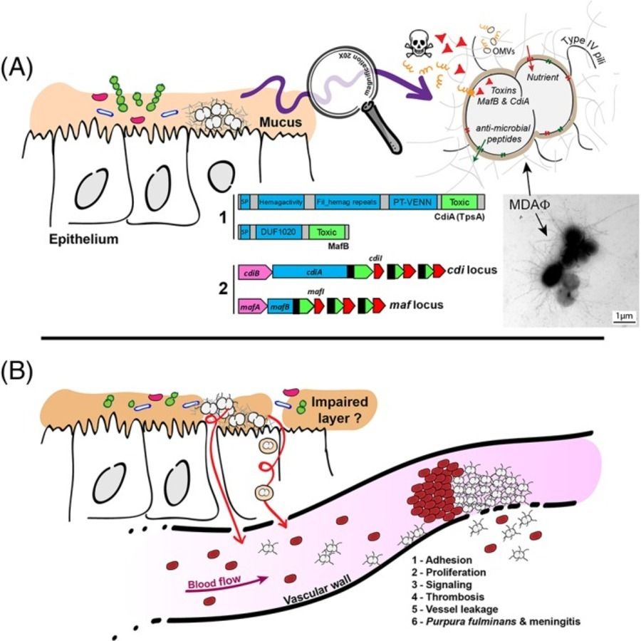 Neisseria meningitidis Infektion